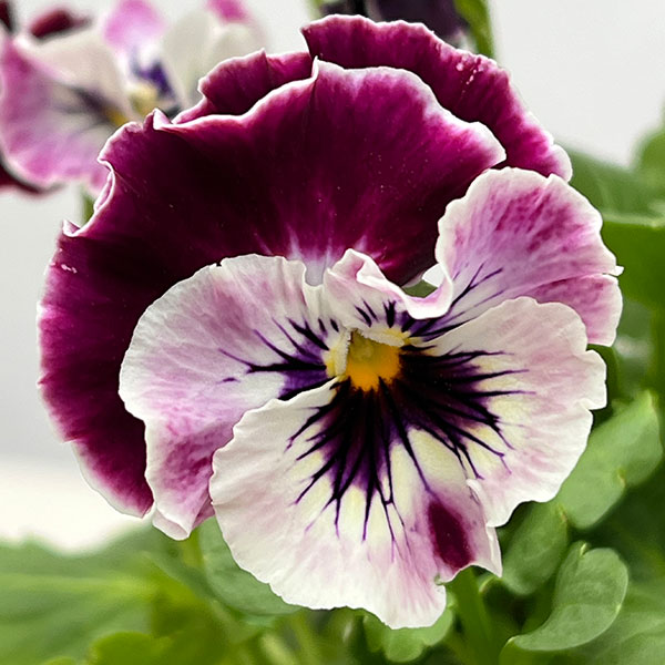 MSKガーデン中大輪フリンジパンジー：フレンチカンカン　マジェンタドレス3号ポット