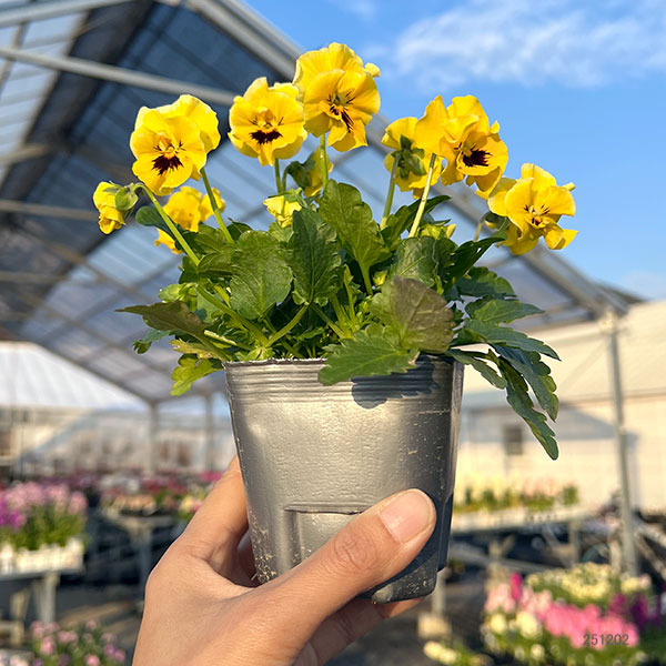 MSKガーデン中大輪フリンジパンジー:フレンチカンカン イエロードレス3号ポット