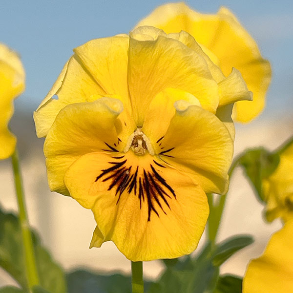 MSKガーデン中大輪フリンジパンジー:フレンチカンカン イエロードレス3号ポット