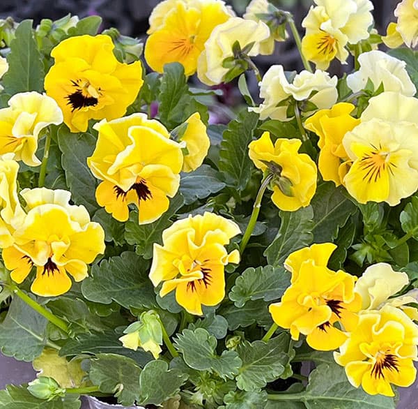 MSKガーデン中大輪フリンジパンジー:フレンチカンカン イエロードレス3号ポット