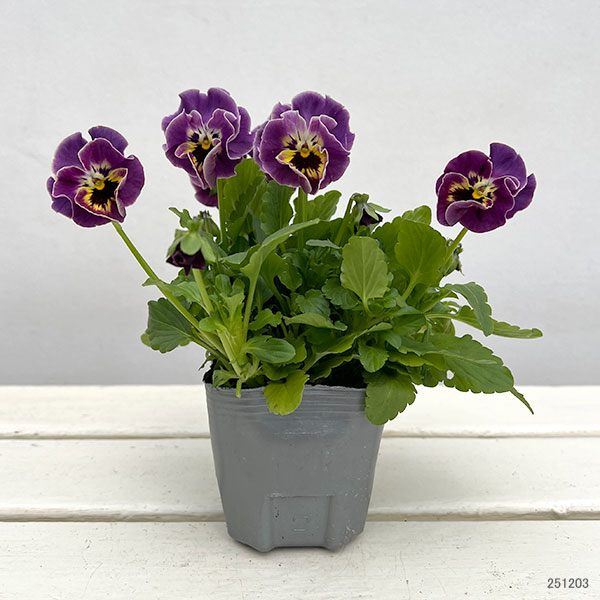 MSKガーデン中大輪フリンジパンジー:フレンチカンカン バイカラーカーニバルミックス3号ポット