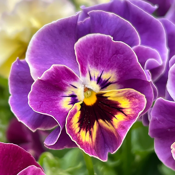 MSKガーデン中大輪フリンジパンジー:フレンチカンカン バイカラーカーニバルミックス3号ポット