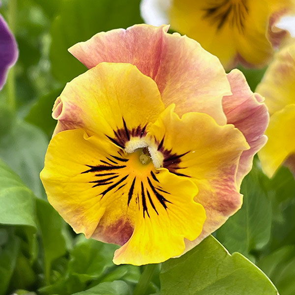 MSKガーデン中大輪フリンジパンジー:フレンチカンカン バイカラーカーニバルミックス3号ポット