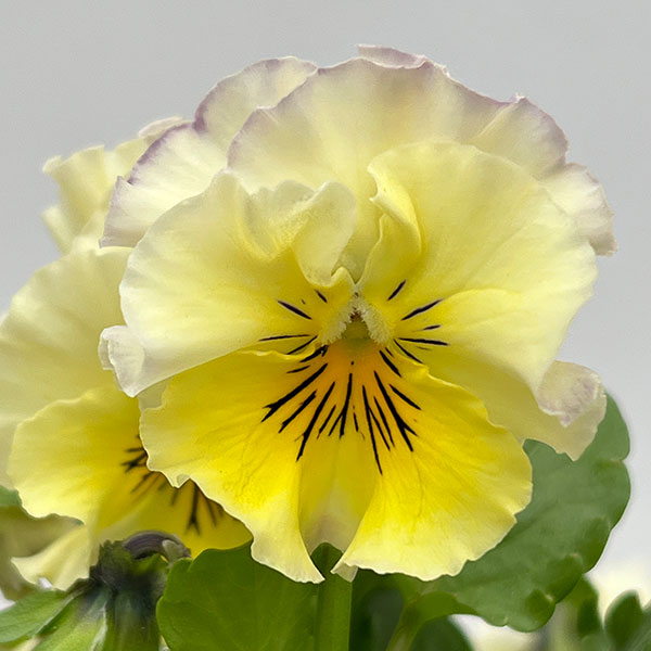 MSKガーデン中大輪フリンジパンジー:フレンチカンカン バイカラーカーニバルミックス3号ポット