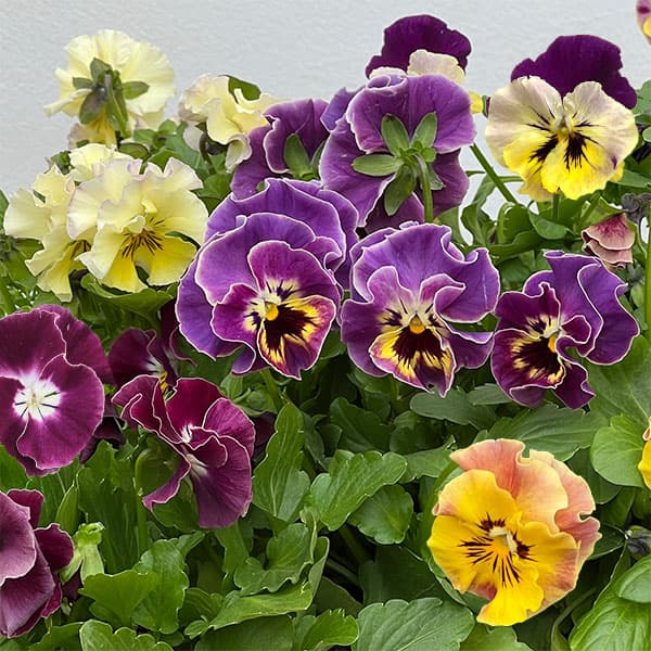 MSKガーデン中大輪フリンジパンジー:フレンチカンカン バイカラーカーニバルミックス3号ポット