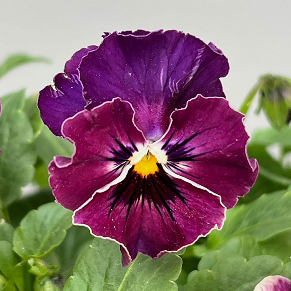 MSKガーデン小輪フリンジビオラ：アールヌーボーカリビアンバイオレット3号ポット