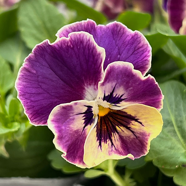 MSKガーデン小輪フリンジビオラ：アールヌーボーカリビアンバイオレット3号ポット