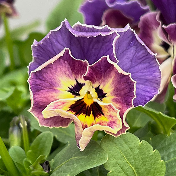 MSKガーデン小輪フリンジビオラ：アールヌーボーカリビアンバイオレット3号ポット