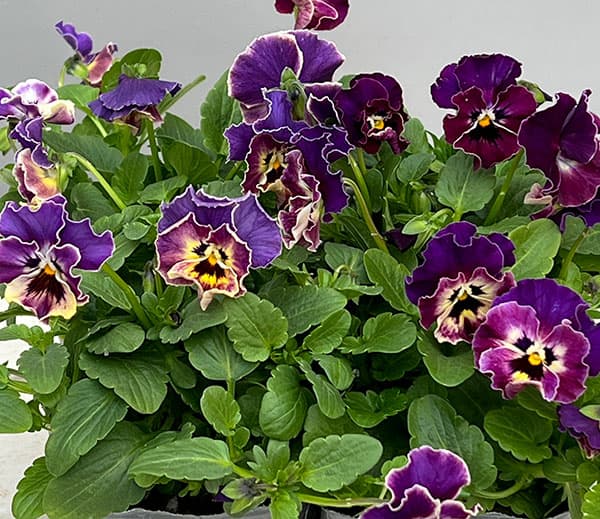 MSKガーデン小輪フリンジビオラ：アールヌーボーカリビアンバイオレット3号ポット