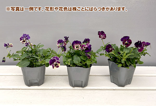 MSKガーデン小輪フリンジビオラ：アールヌーボーカリビアンバイオレット3号ポット