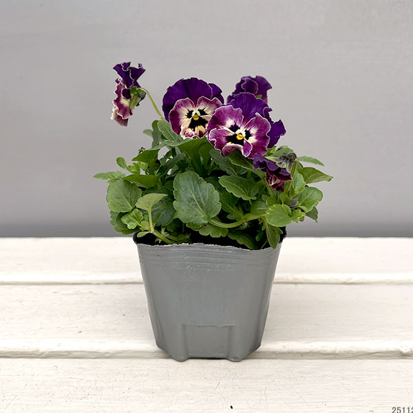 MSKガーデン小輪フリンジビオラ：アールヌーボーカリビアンバイオレット3号ポット