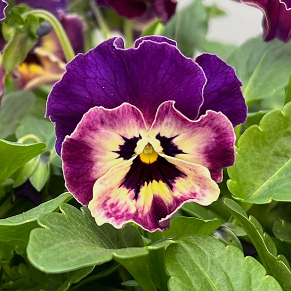 MSKガーデン小輪フリンジビオラ：アールヌーボーカリビアンバイオレット3号ポット