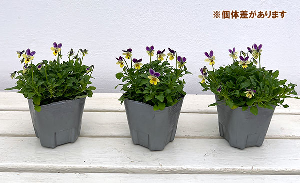 春待ちビオラ MSKガーデンビオラ:極小輪タイプ4種セット