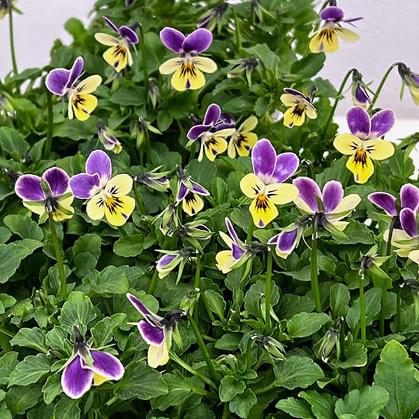 春待ちビオラ MSKガーデンビオラ:極小輪タイプ4種セット