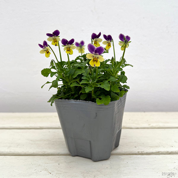 春待ちビオラ MSKガーデンビオラ:極小輪タイプ4種セット