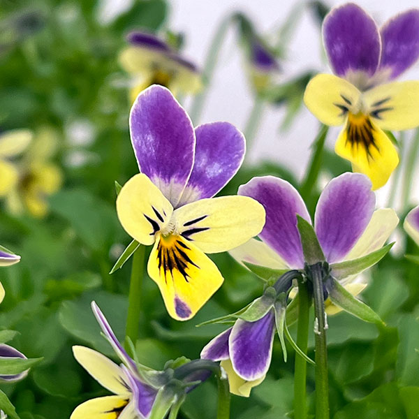 春待ちビオラ　MSKガーデン極小輪ビオラ：フルーレット　バイオレット ラビットフェアリー3号ポット