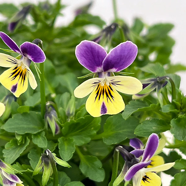 春待ちビオラ MSKガーデンビオラ:極小輪タイプ4種セット