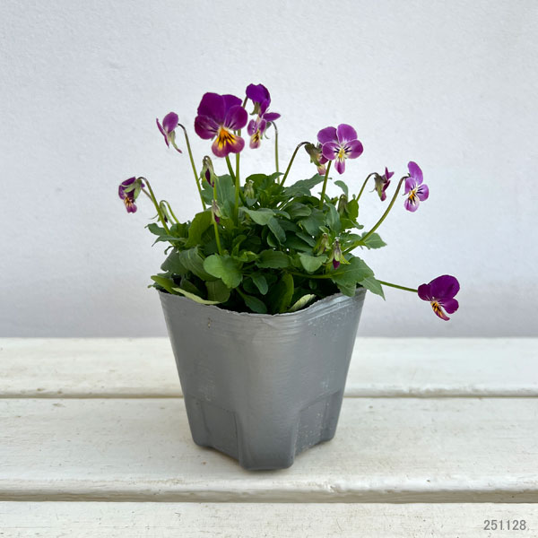 [送料無料]MSKガーデン極小輪ビオラ：フルーレット　スターマイン3号ポット 12株セット