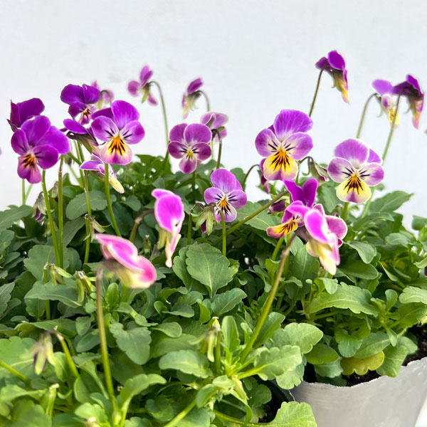 [送料無料]MSKガーデン極小輪ビオラ：フルーレット　スターマイン3号ポット 12株セット