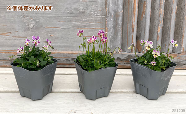 春待ちビオラ MSKガーデンビオラ:極小輪タイプ4種セット