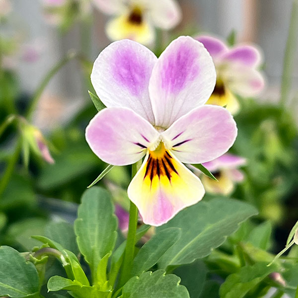 ふわふわ　3個 園芸ネット本店｜MSKガーデン極小輪ビオラ：フルーレット ミスティー