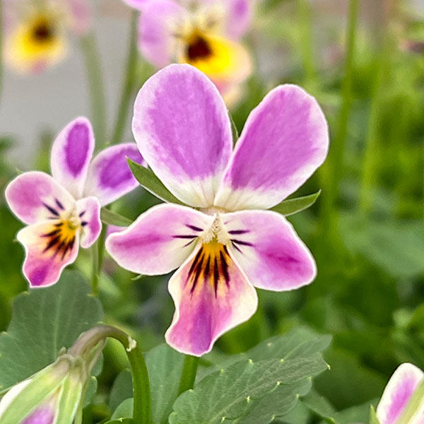 春待ちビオラ MSKガーデンビオラ:極小輪タイプ4種セット