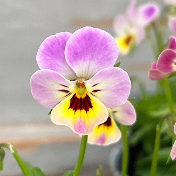 園芸ネット本店｜MSKガーデン極小輪ビオラ：フルーレット ミスティー