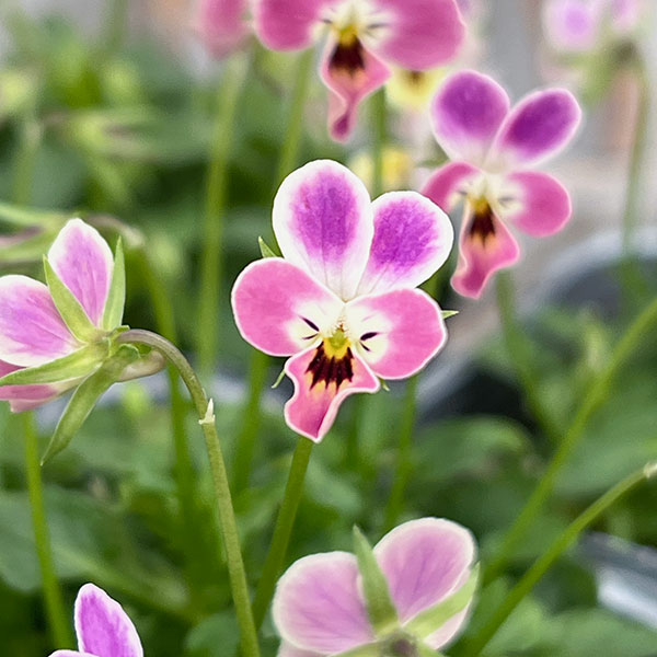 園芸ネット本店｜MSKガーデン極小輪ビオラ：フルーレット ミスティー