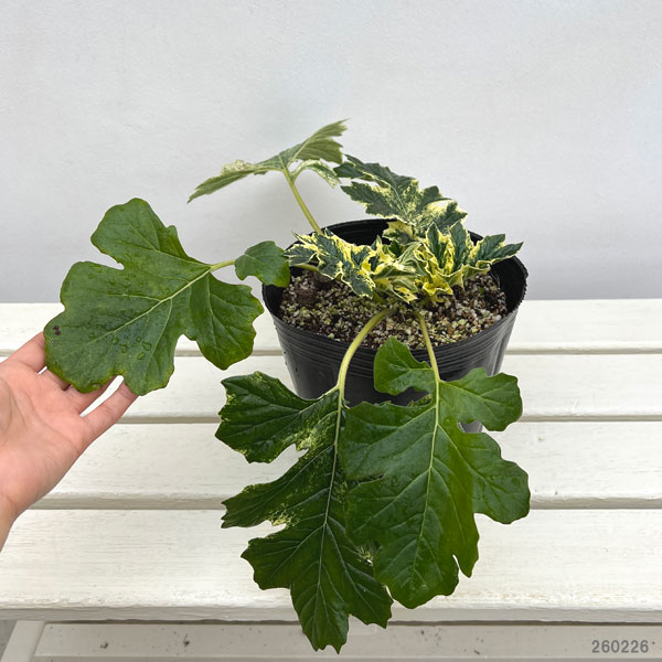 アカンサス：ホワイトウォーター6号ポット