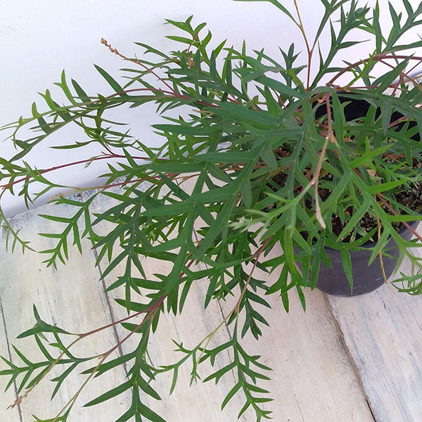 グレヴィレア:ブロンズランバー5号鉢植え