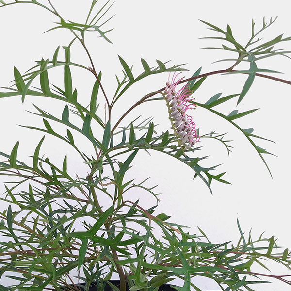 グレヴィレア:ブロンズランバー5号鉢植え