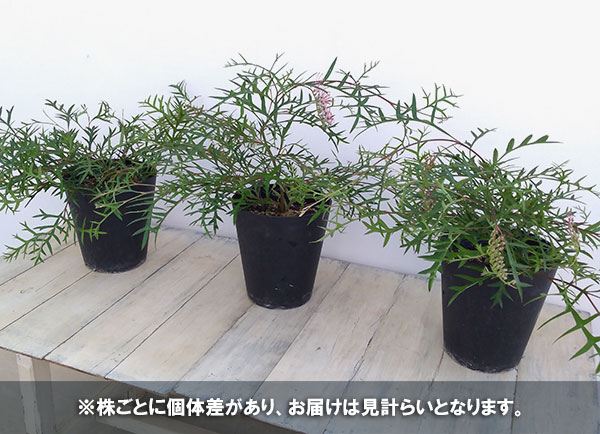 グレヴィレア:ブロンズランバー5号鉢植え