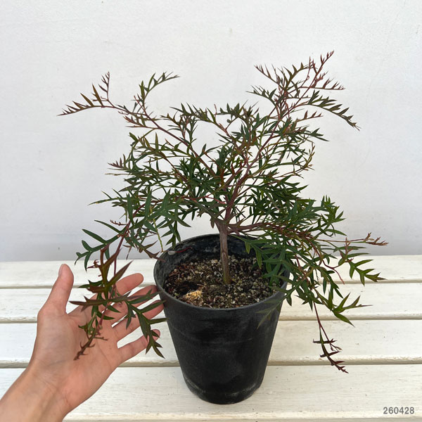 グレヴィレア：ブロンズランバー5号鉢植え