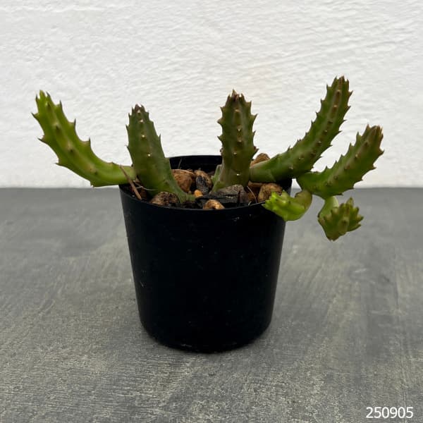 スタペリア:スインジー アンゴレンシス 2号鉢植え