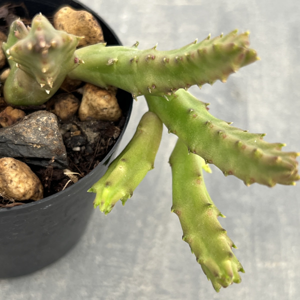 スタペリア:スインジー アンゴレンシス 2号鉢植え
