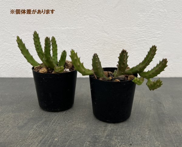 スタペリア:スインジー アンゴレンシス 2号鉢植え