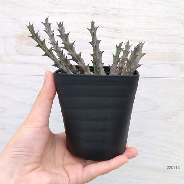 フェルニア:パラドックス 2号鉢植え