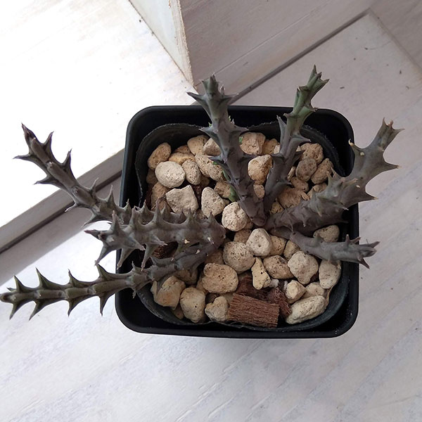 フェルニア:パラドックス 2号鉢植え