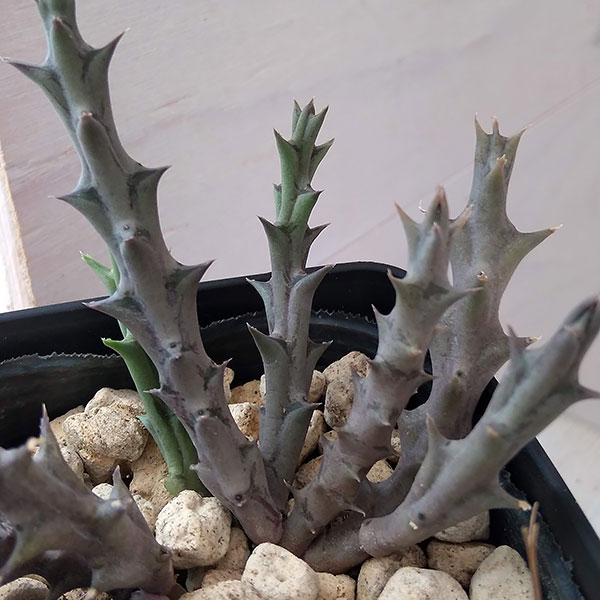 フェルニア:パラドックス 2号鉢植え