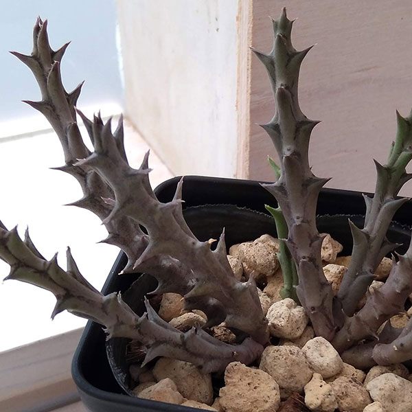 フェルニア:パラドックス 2号鉢植え