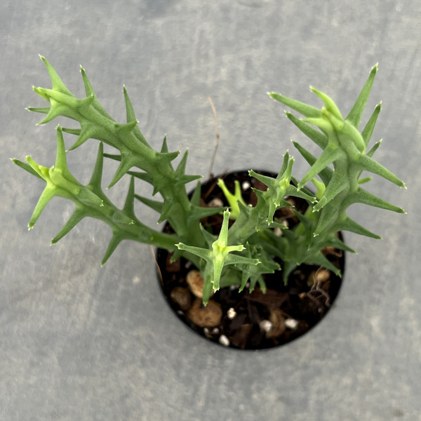 フェルニア:パラドックス 2号鉢植え