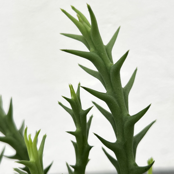フェルニア:パラドックス 2号鉢植え