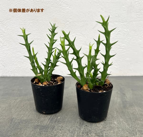 フェルニア:パラドックス 2号鉢植え