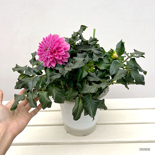ダリア：ミッチャン6号鉢植え