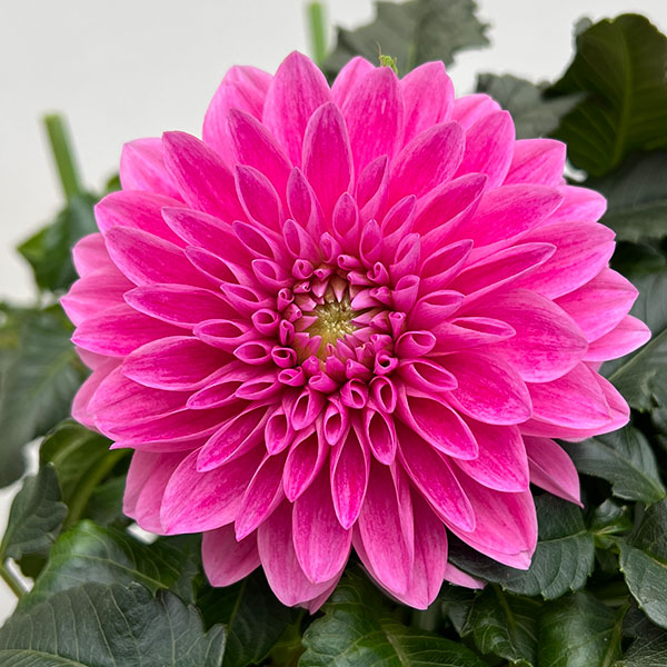 ダリア：ミッチャン6号鉢植え
