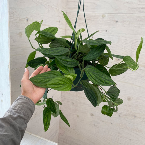 園芸ネット本店｜モンステラ：ジェイド シャトルコック 7号吊鉢 の通販