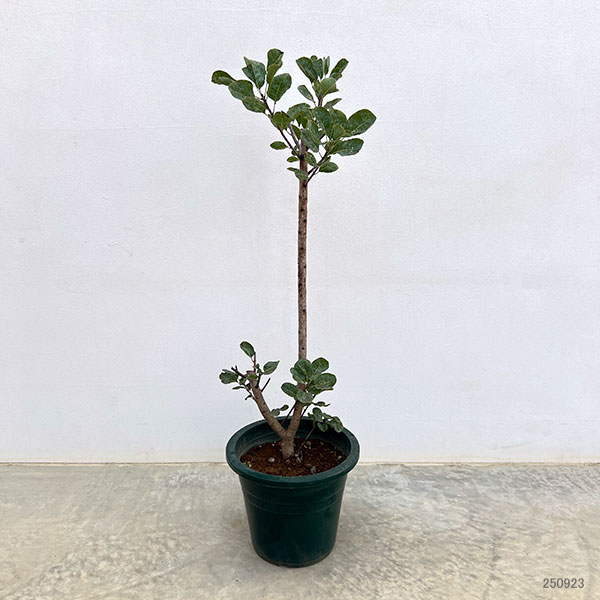 スモークツリー:ベストピンク7号ポット