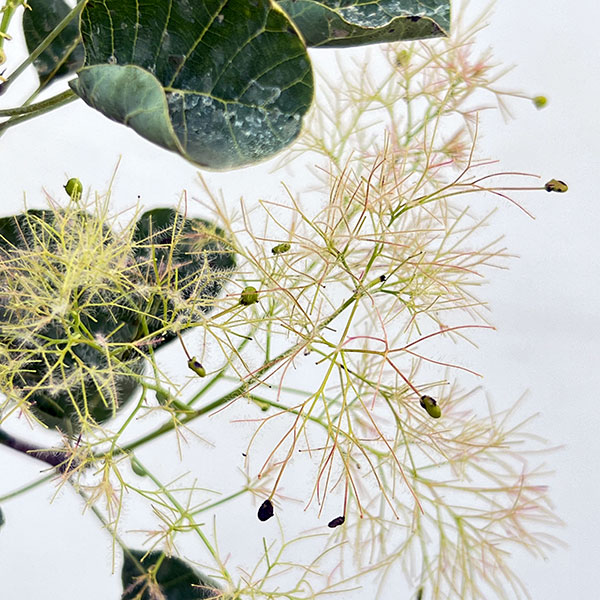 スモークツリー:ベストピンク7号ポット