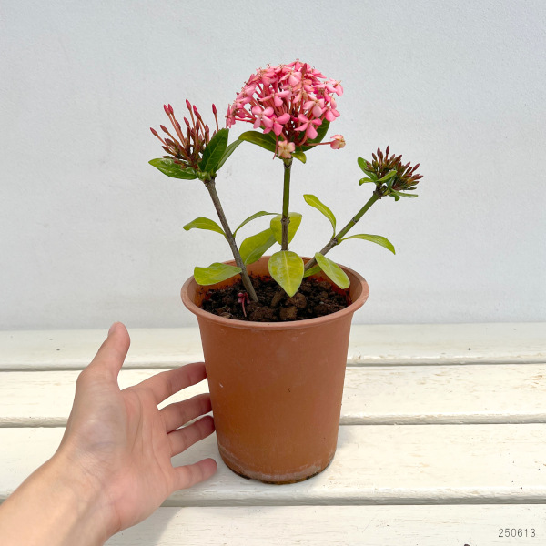 (わけあり特価)サンタンカ:チャームピンク4号鉢植え