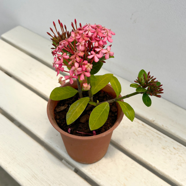(わけあり特価)サンタンカ:チャームピンク4号鉢植え